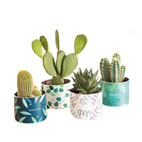 plante déco véranda