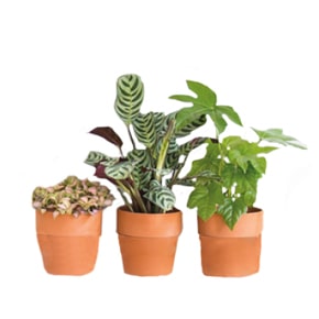 plantes véranda