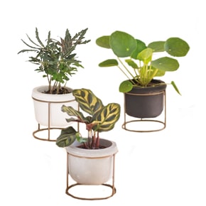 plantes véranda